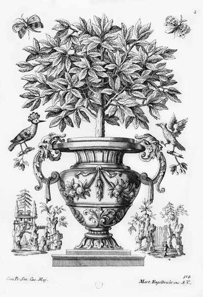 Citrustræer, c.1735 af Martin Engelbrecht