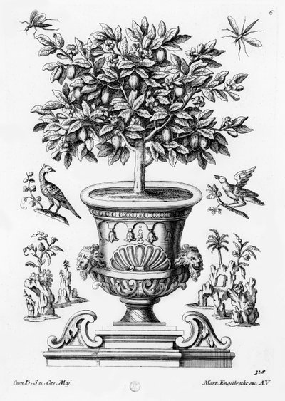 Citrustræer, c.1735 af Martin Engelbrecht
