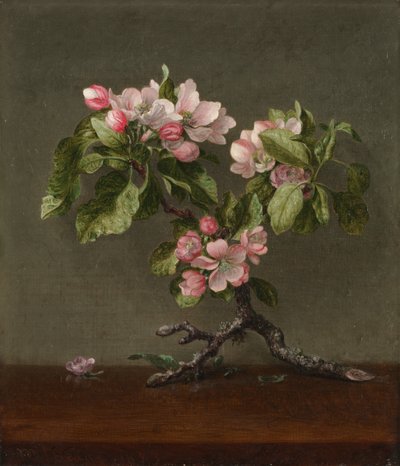 Æbleblomster, 1873. af Martin Johnson Heade