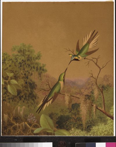 Brasilianske kolibrier IV af Martin Johnson Heade