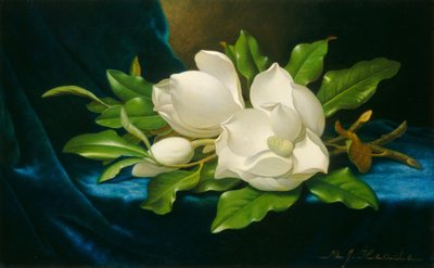 Kæmpe magnoliaer på en blå fløjlsdug, ca. 1890. af Martin Johnson Heade