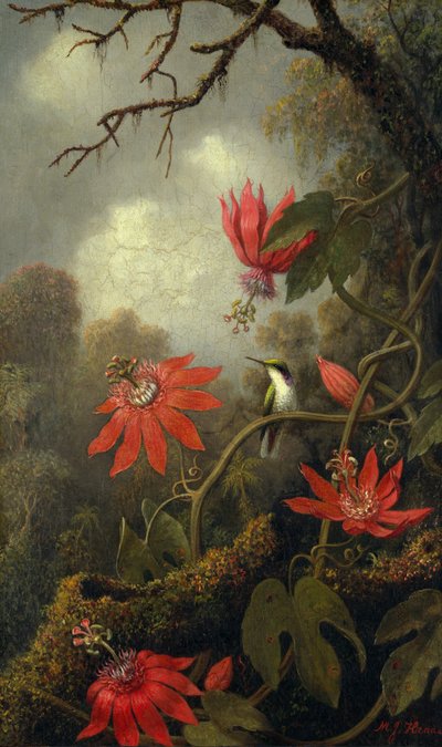 Kolibri og passionsblomster, ca. 1875–85 af Martin Johnson Heade