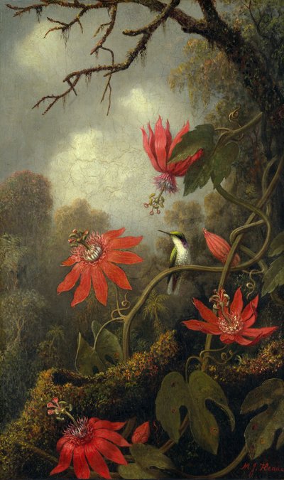 Kolibri og passionsblomster, ca. 1875-85. af Martin Johnson Heade