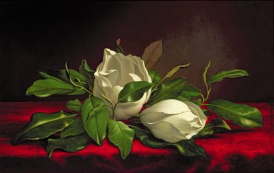 Magnolia af Martin Johnson Heade