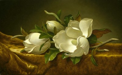 Magnolier på guldfarvet fløjlsdug af Martin Johnson Heade
