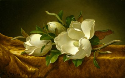 Magnolia på guldfløjlsdug, ca. 1888-90 (olie på lærred) af Martin Johnson Heade