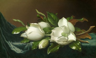 Magnolia på lyseblå fløjlsdug af Martin Johnson Heade