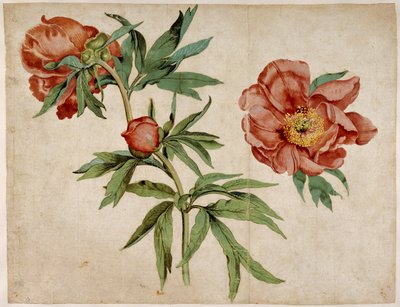 Undersøgelse af pæoner af Martin Schongauer