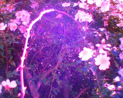 Aftenlys i dine arme kærlighed af Martina Konitzky