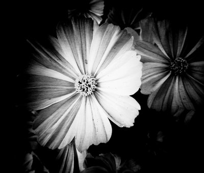 Grau af Martina Konitzky