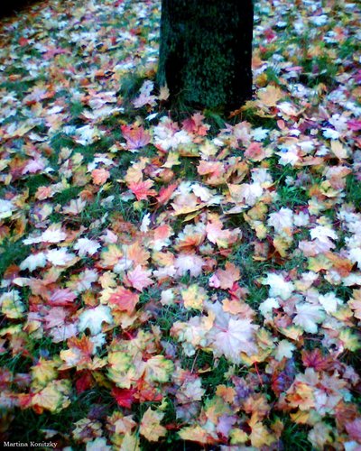 Herbst af Martina Konitzky