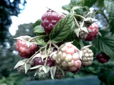 Vadelma pensas af Martina Konitzky