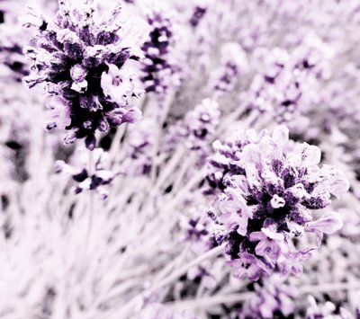 Lavendel lilla sølv af Martina Konitzky