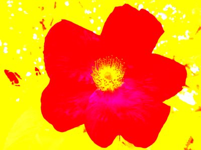 Pop Art Hyldest Andy Warhol af Martina Konitzky
