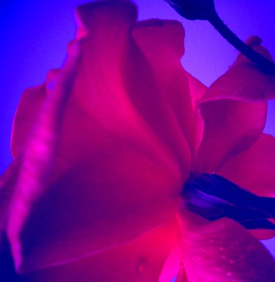 Rose af Martina Konitzky