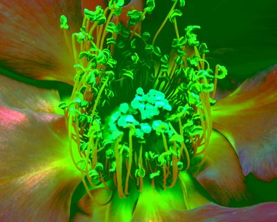 Rose Grøn af Martina Konitzky