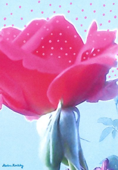 Rose pink af Martina Konitzky