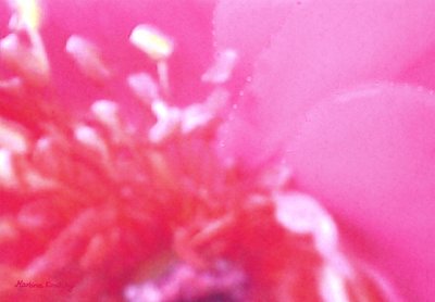 Rosenduft 1 af Martina Konitzky