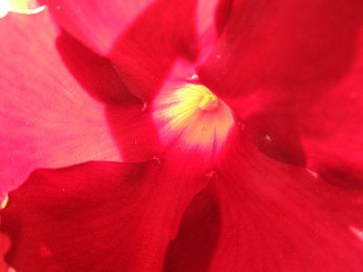 Rød blomst af Martina Konitzky