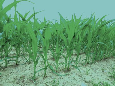 Sommerfeld af Martina Konitzky