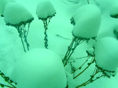 Vinter mynte af Martina Konitzky