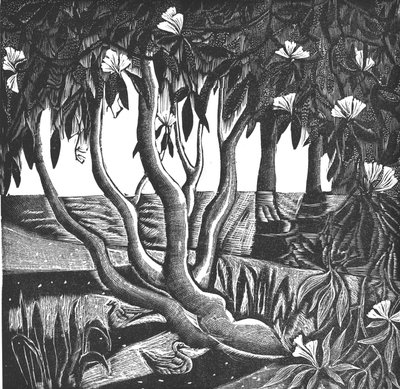 Rhododendron, Holland Park, 2006 (vinylgravering) af Mary Kuper