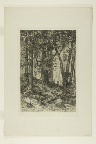 En Californisk Skov af Mary Nimmo Moran