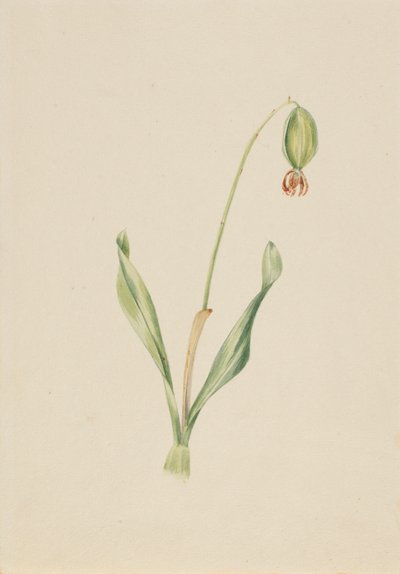 (Uden titel) (Plantestudie) af Mary Vaux Walcott