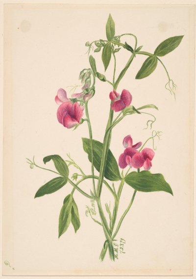 (Uden titel - blomsterstudie) af Mary Vaux Walcott