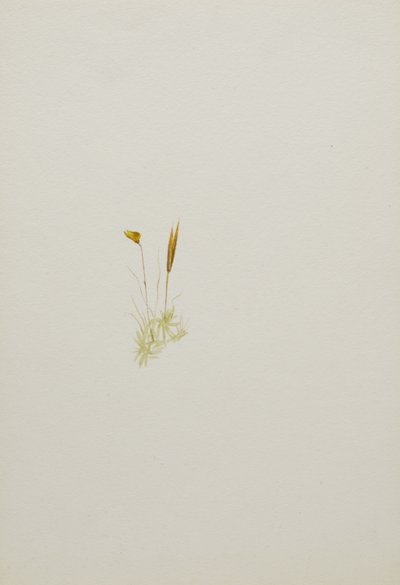 (Uden titel - blomsterstudie) af Mary Vaux Walcott
