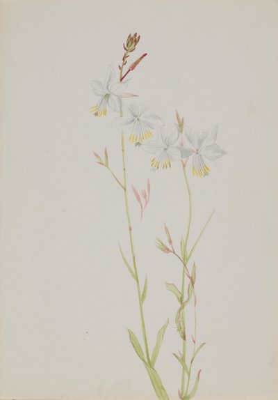 (Uden titel - blomsterstudie) af Mary Vaux Walcott