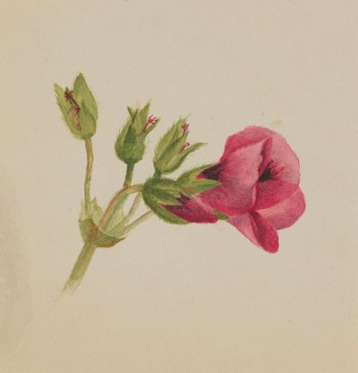 (Uden titel - blomsterstudie) af Mary Vaux Walcott