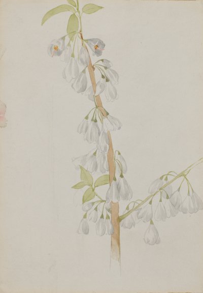 (Uden titel - blomsterstudie) af Mary Vaux Walcott