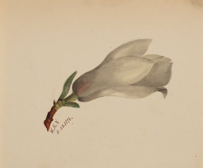 (Uden titel - blomsterstudie) af Mary Vaux Walcott