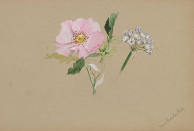 (Uden titel - blomsterstudie) af Mary Vaux Walcott