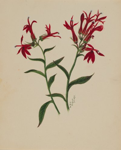 (Uden titel - blomsterstudie) af Mary Vaux Walcott