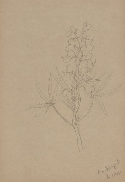 (Uden titel - blomsterstudie) af Mary Vaux Walcott