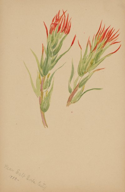 (Uden titel--Plantestudie) af Mary Vaux Walcott