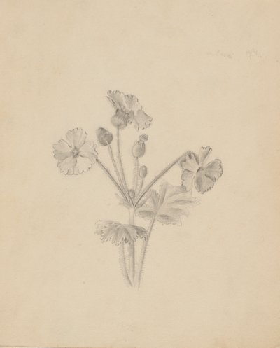 (Uden titel--Plantestudie) af Mary Vaux Walcott