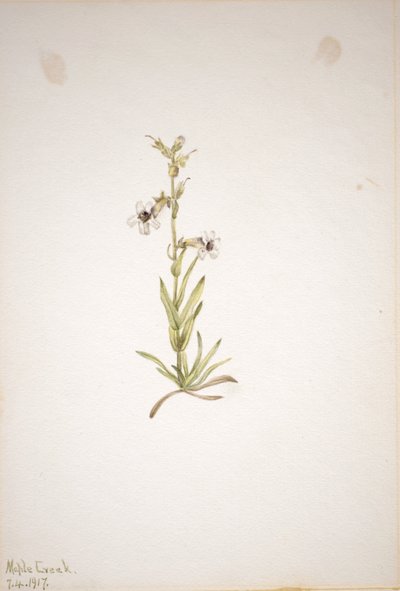 (Uden titel--Plantestudie) af Mary Vaux Walcott