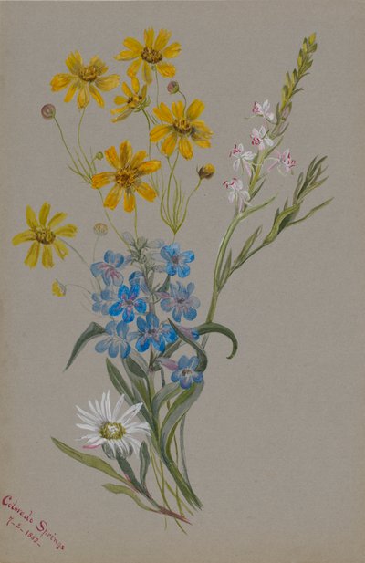 (Uden titel, gruppe af blomster) af Mary Vaux Walcott