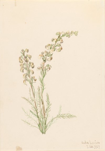 Almindelig bregne (Pedicularis contorta) af Mary Vaux Walcott