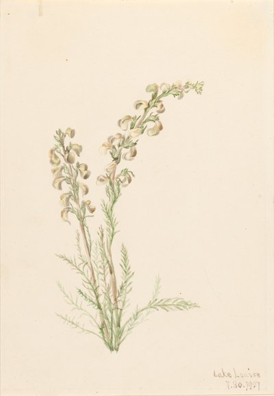 Alpine Fernlife Pedicularis contorta, 1907. af Mary Vaux Walcott