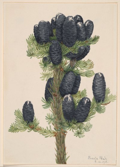 Alpegran (Abies lasiocarpa) af Mary Vaux Walcott