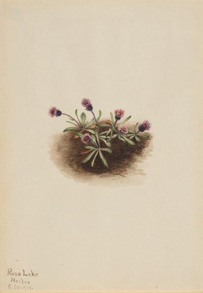 Alpeblad (Erigeron unalaschcensis) af Mary Vaux Walcott