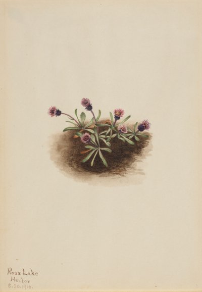 Alpine Fleabane Erigeron unalaschcensis, 1916. af Mary Vaux Walcott