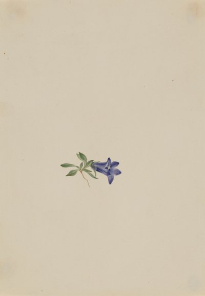 Alpeklokke (Campanula lasiocarpa) af Mary Vaux Walcott