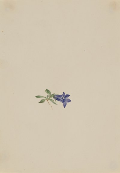 Alpine Harebell Campanula lasiocarpa, n.d. af Mary Vaux Walcott
