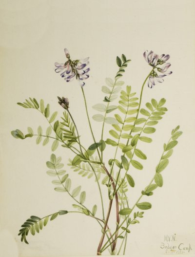 Alpine Milkvetch Astragalus alpinus, 1921. af Mary Vaux Walcott