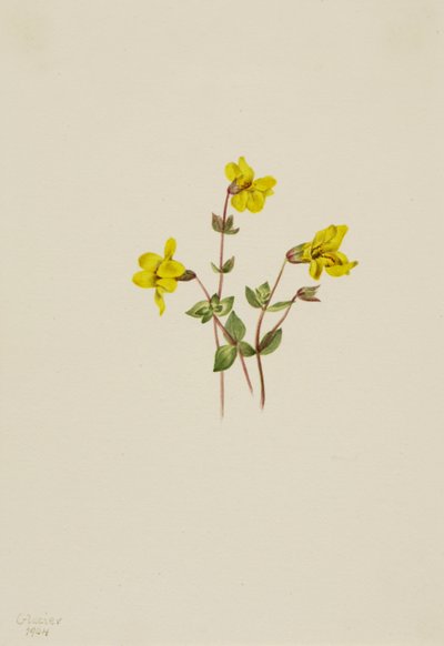 Alpine abeblomst Mimulus caespitosus, 1904. af Mary Vaux Walcott